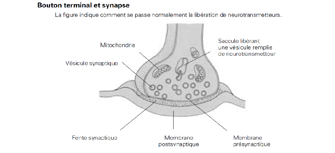 26 - Neurone